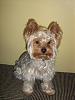 What celebrity does your yorkie look like ???-101_0270-200.jpg