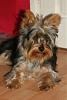 NEW Photos of Snickers-img_9219.jpg