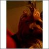 What celebrity does your yorkie look like ???-pixiemohawk1.jpg