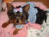 My First Yorkie Baby!-bella3.jpg