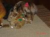 Sophie got a hide a squirrel.-012.jpg