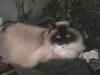 Cat was NOT INJURED, in spite of pictures...-playingaround-009.jpg