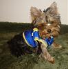 What celebrity does your yorkie look like ???-dsc01999.jpg