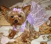 What celebrity does your yorkie look like ???-dsc00881.jpg
