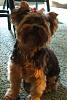 Gizmo has kept a bow on for almost an hour!-red-bow-1.jpg