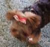 Gizmo has kept a bow on for almost an hour!-red-bow-3.jpg