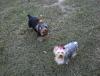 Diesel and Daisy after grooming-dsc00063.jpg