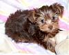 Please- Help me name new Chocolate Puppy-june-019_choco.jpg