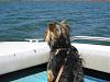 Pepper's first camping and boating trip-img_0037.jpg