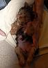 Please- Help me name new Chocolate Puppy-june-037_choco.jpg