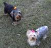 Diesel and Daisy after grooming-dsc00063.jpg