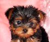 Here are some very cute faces for you to enjoy!-teacup-yorkie-puppy-lotus-19-.jpg