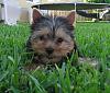 My New Yorkie Nikky 10 weeks-003.jpg