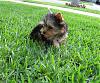 My New Yorkie Nikky 10 weeks-001.jpg