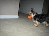 Ball time with Maggie-img_7026.jpg