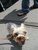 Tetley at Woofstock 2008-woofstock009-small.jpg