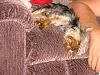 No Yorkie is an Island-dsc06836.jpg