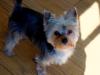 Your Yorkie Pics and weight-web-dsc00498.jpg