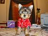 Happy 3rd Birthday Tootsie!!!-dsc05410-vi.jpg