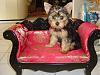 Happy 3rd Birthday Tootsie!!!-dsc05736-vi.jpg