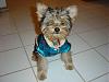 Happy 3rd Birthday Tootsie!!!-dsc05887-vi.jpg