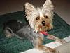 Happy 3rd Birthday Tootsie!!!-dsc00262-vi.jpg