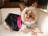 Happy 3rd Birthday Tootsie!!!-adsc01432.jpg