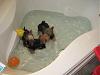 OMG I found 3 rats swimming in my master bathroom tub...-img_0945.jpg
