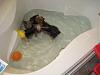OMG I found 3 rats swimming in my master bathroom tub...-img_0946.jpg