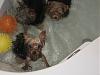 OMG I found 3 rats swimming in my master bathroom tub...-img_0951.jpg