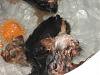 OMG I found 3 rats swimming in my master bathroom tub...-img_0954.jpg