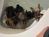 OMG I found 3 rats swimming in my master bathroom tub...-img_0957.jpg