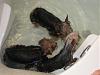 OMG I found 3 rats swimming in my master bathroom tub...-img_0958.jpg