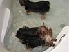OMG I found 3 rats swimming in my master bathroom tub...-img_0959.jpg