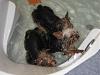 OMG I found 3 rats swimming in my master bathroom tub...-img_0956.jpg
