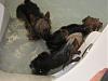 OMG I found 3 rats swimming in my master bathroom tub...-img_0960.jpg