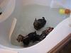 OMG I found 3 rats swimming in my master bathroom tub...-img_0961.jpg