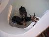 OMG I found 3 rats swimming in my master bathroom tub...-img_0962.jpg