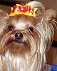 The Yorkies Dominated the Petsmart Summer Contests!-petsmart-contest-6-08-1-.jpg