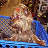 The Yorkies Dominated the Petsmart Summer Contests!-petsmart-contest-6-08-4-.jpg