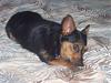 Rowdy my yorkie mix-000_0675.jpg