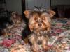 Nana went to the groomers.-nanita-05.jpg