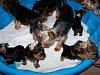 Puppy pool party with tons of pictures!-100_3124.jpg