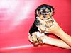 Baby Dixie Pictures-dixie2.jpg