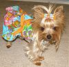 Something's Fishy-tropical-dress-chloe.jpg