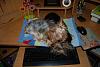 Desk is their playground!!-11-600-x-399-.jpg