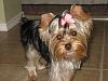 Paisley after her groom-paisley1.jpg