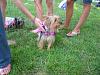 Kansas City Yorkie Meetup...Pics!-daisy.jpg