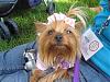 Kansas City Yorkie Meetup...Pics!-img_1822.jpg