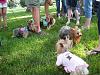 Kansas City Yorkie Meetup...Pics!-img_1834.jpg